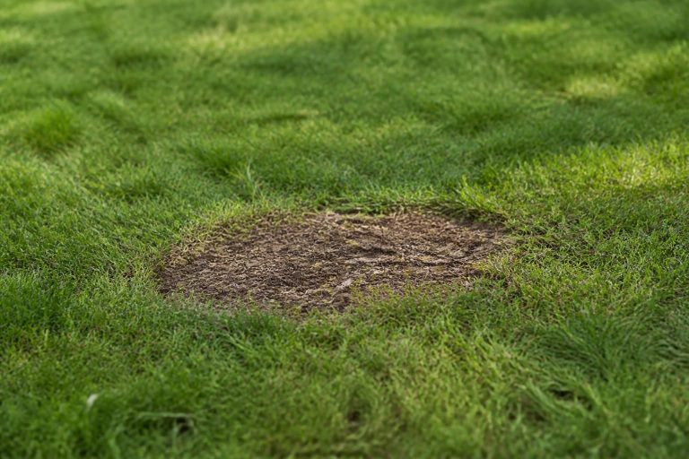 Stump Grinding