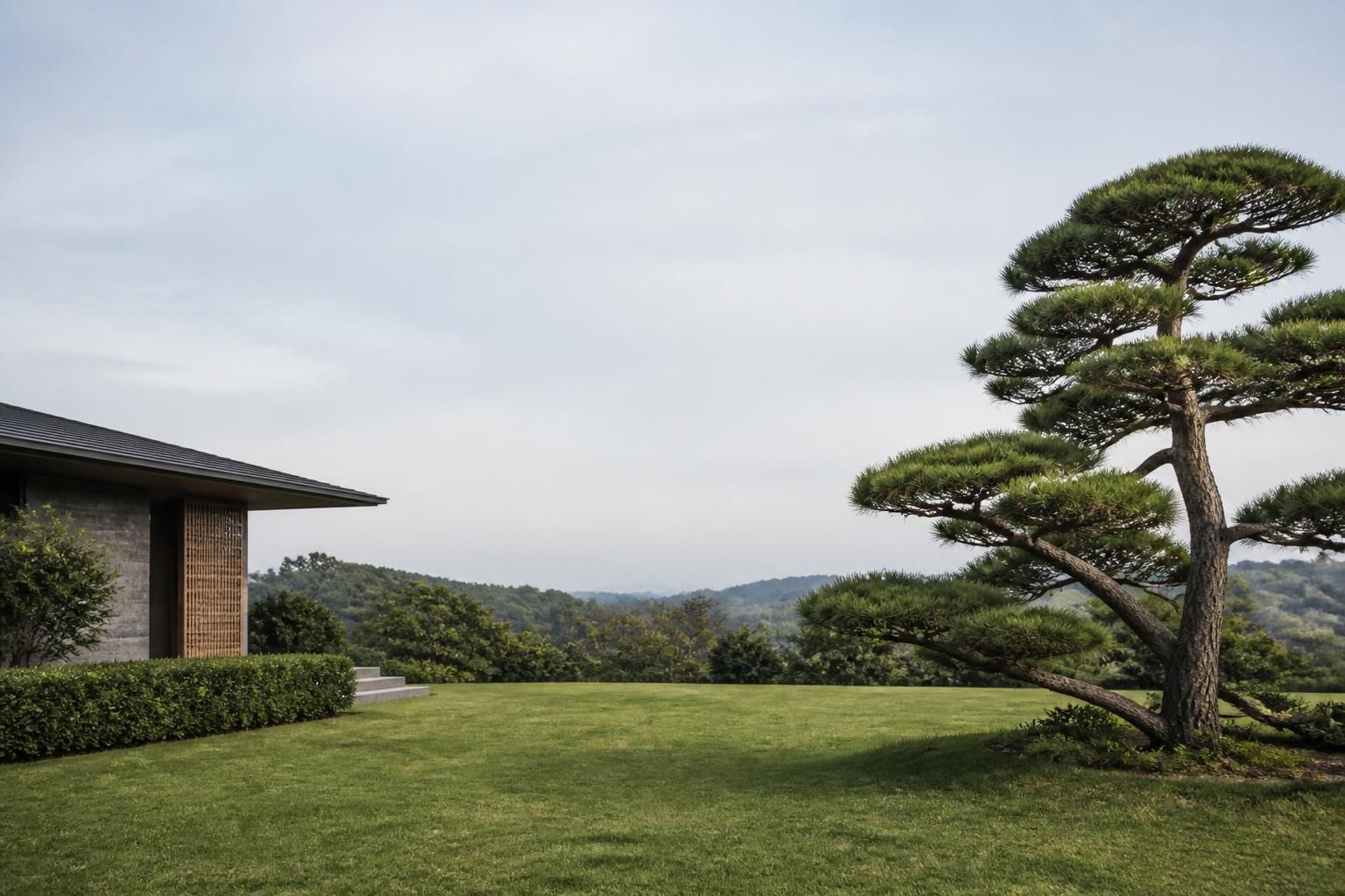 Trimmed tree in a calm residential landscape with open space.